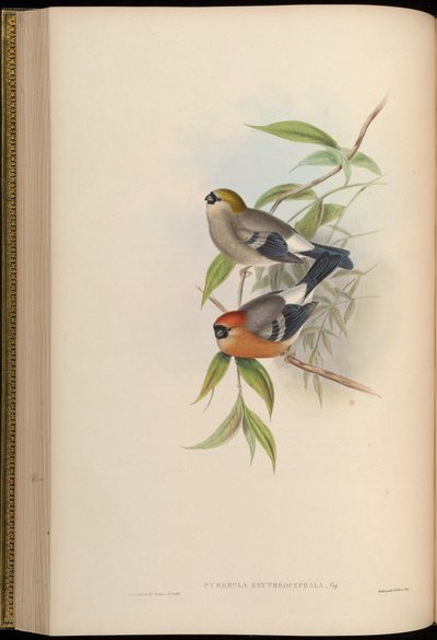 Pyrrhula erythrocephala - John Gould